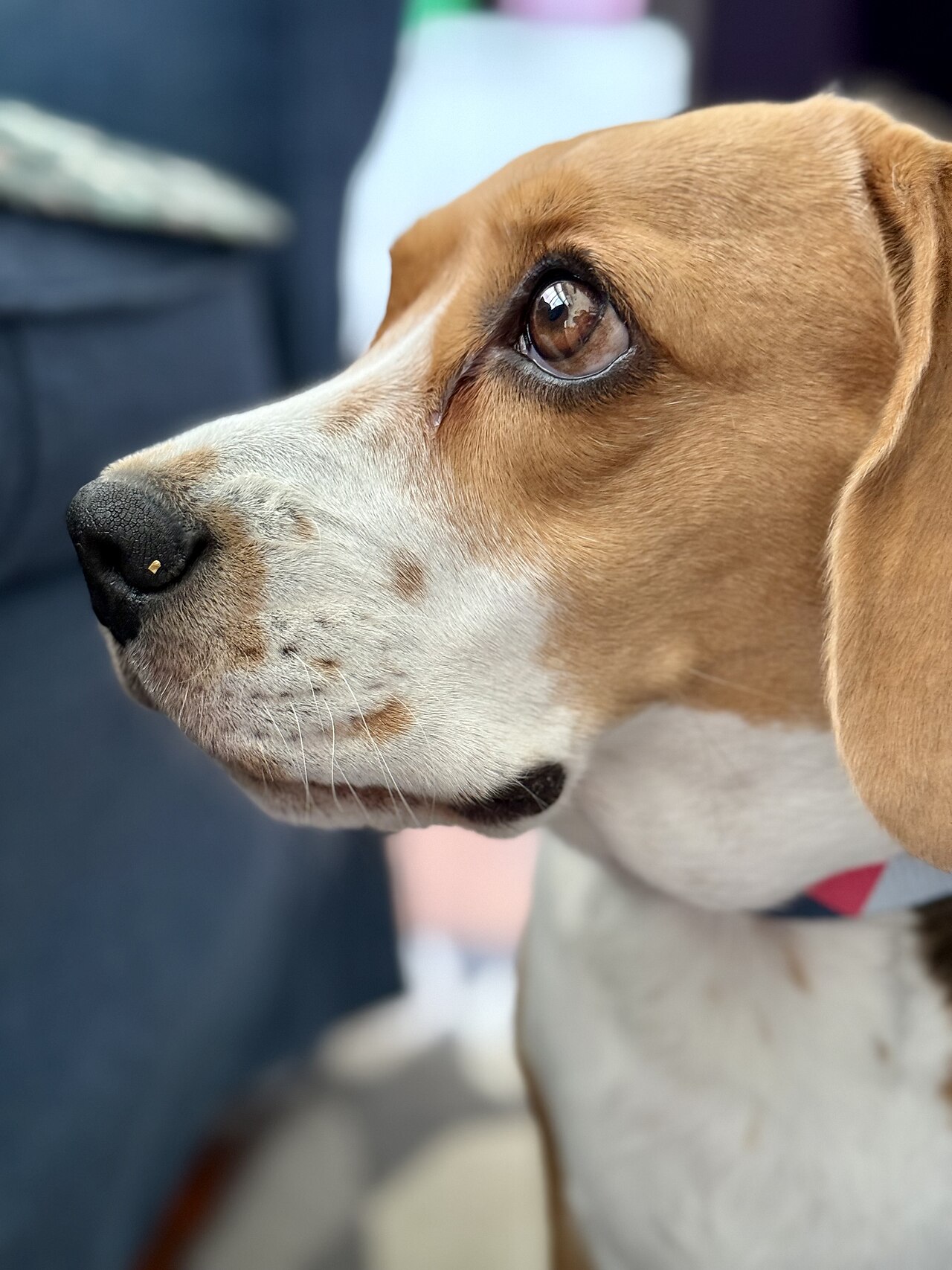 Beagle