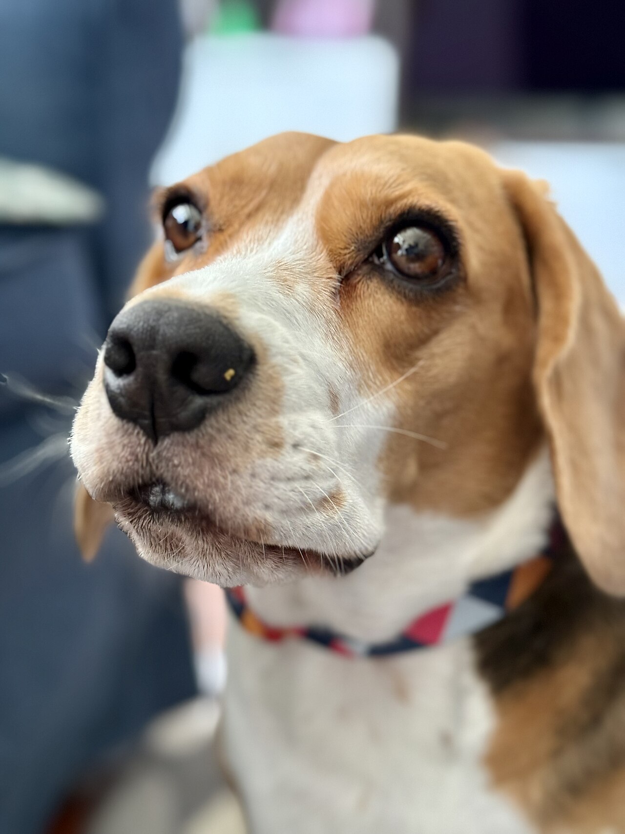 Beagle