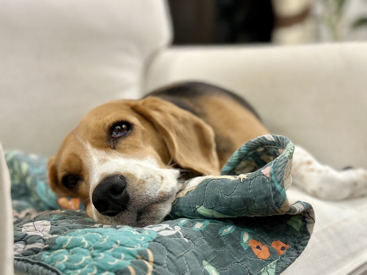 Beagle