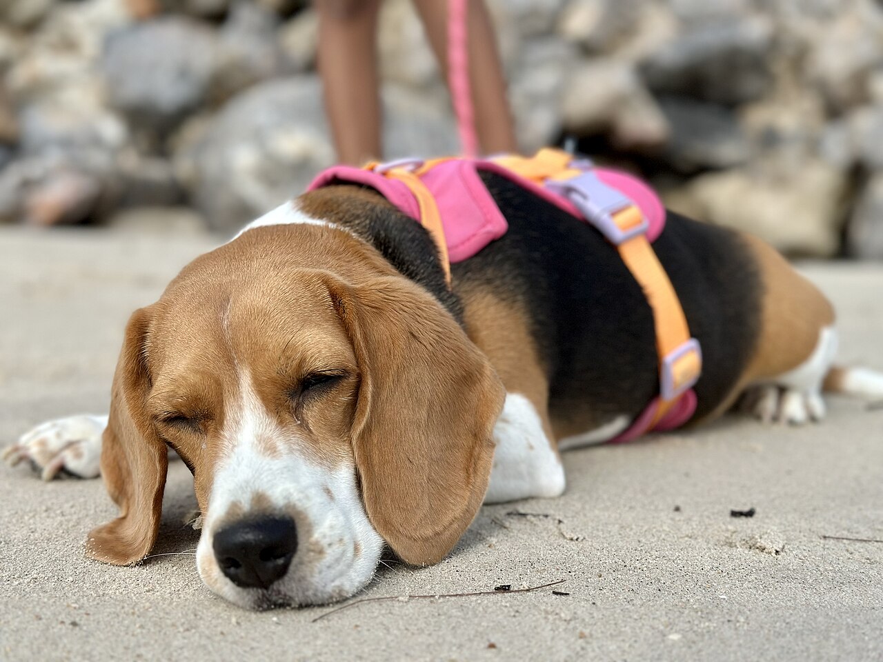 Beagle