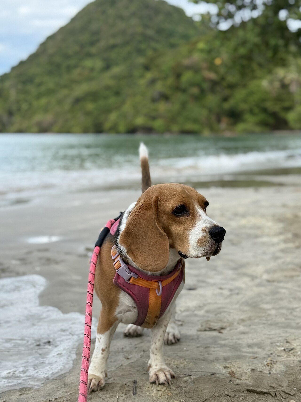 Beagle