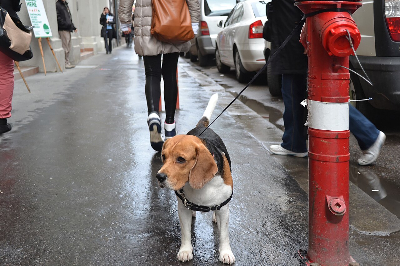 Beagle