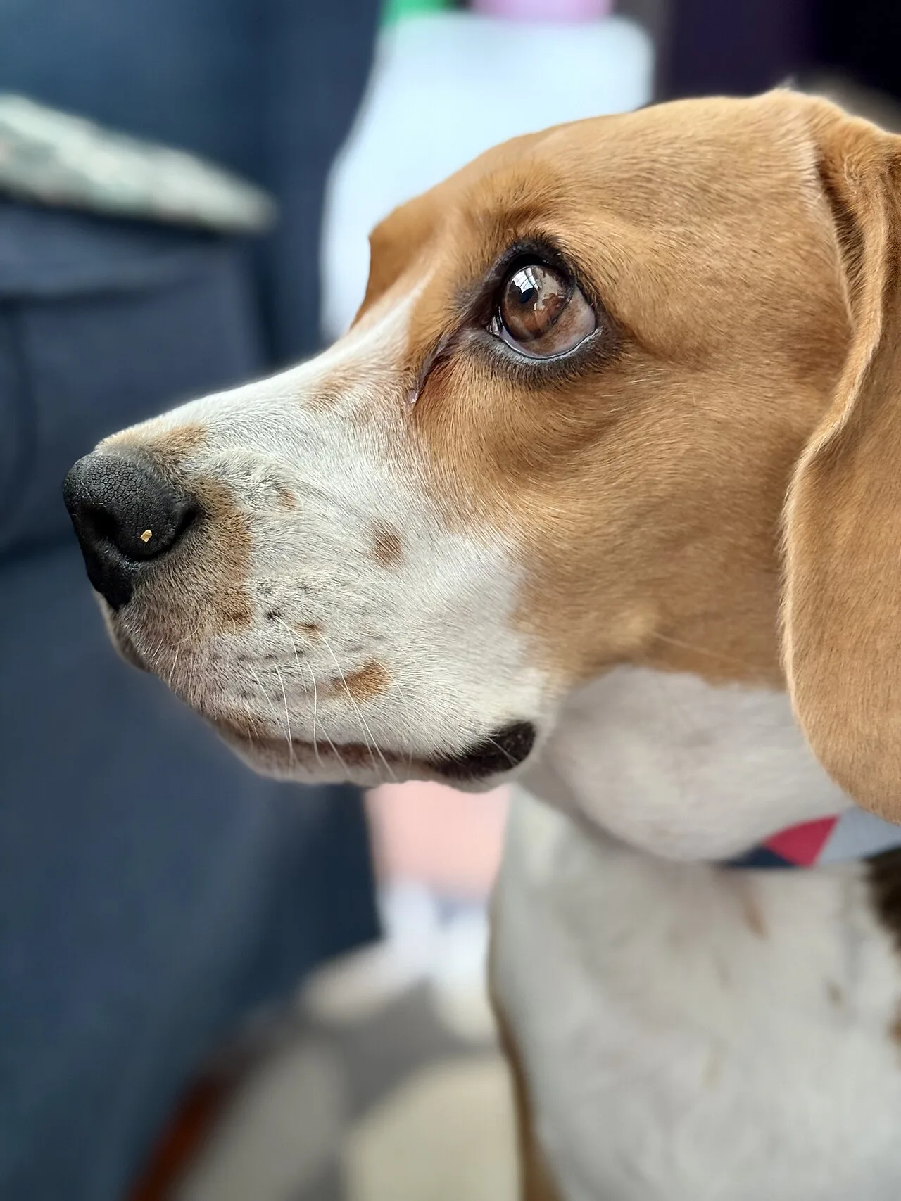 Beagle