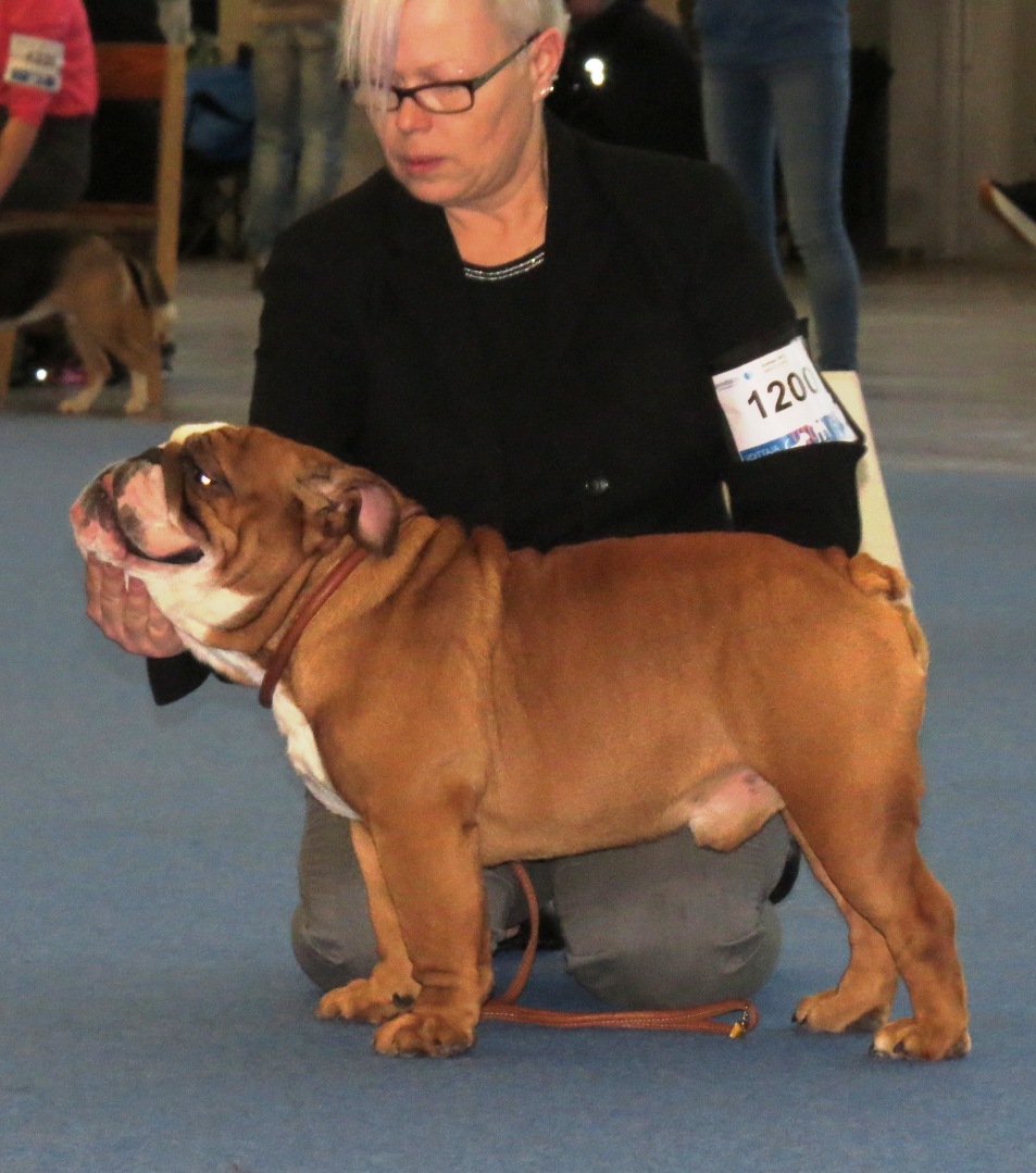 Bulldog