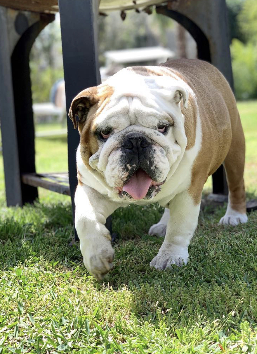 Bulldog