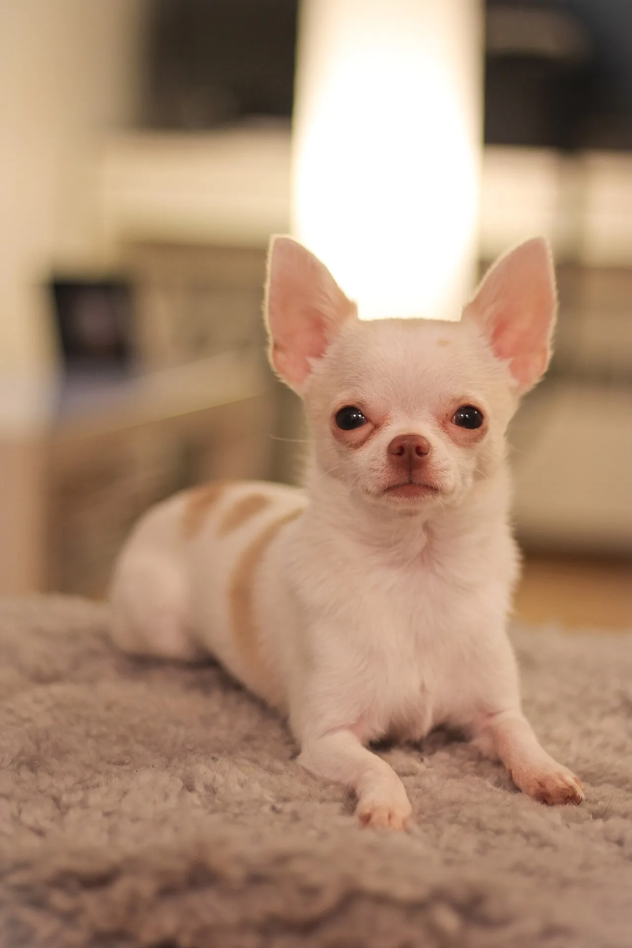 Chihuahua