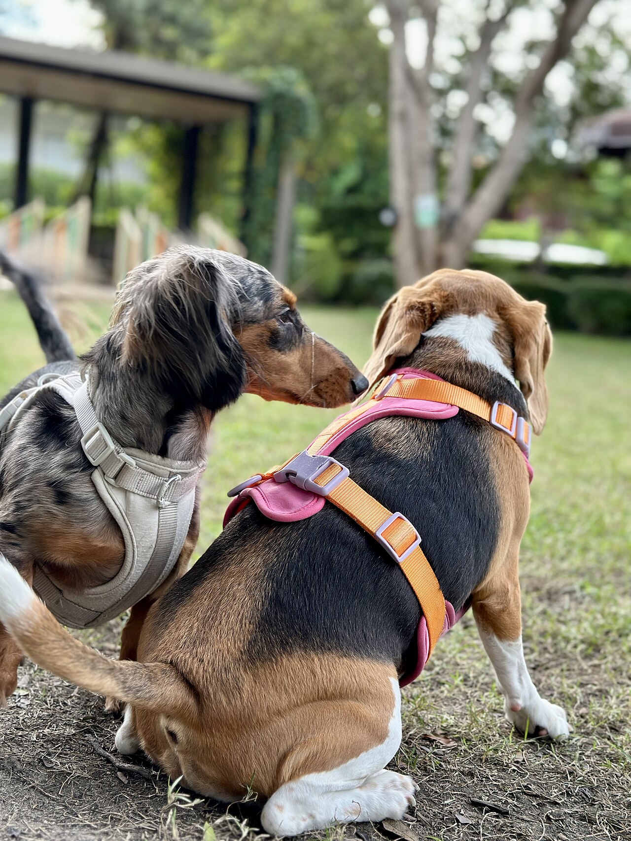 Dachshund