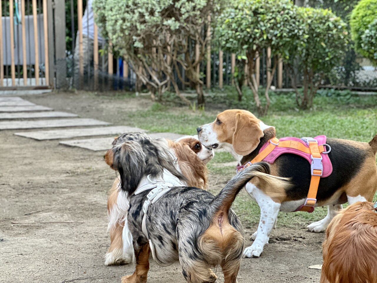 Dachshund