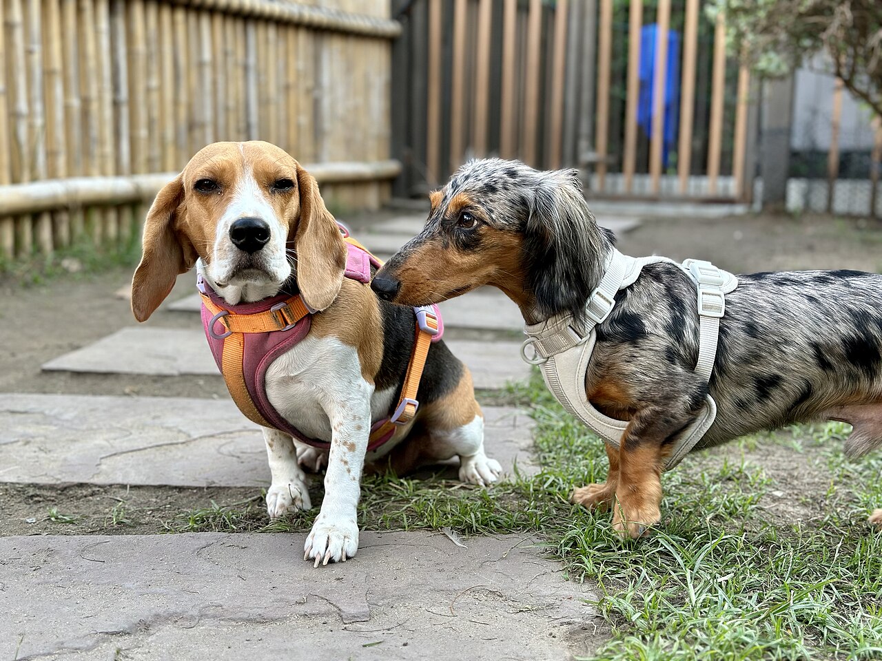 Dachshund