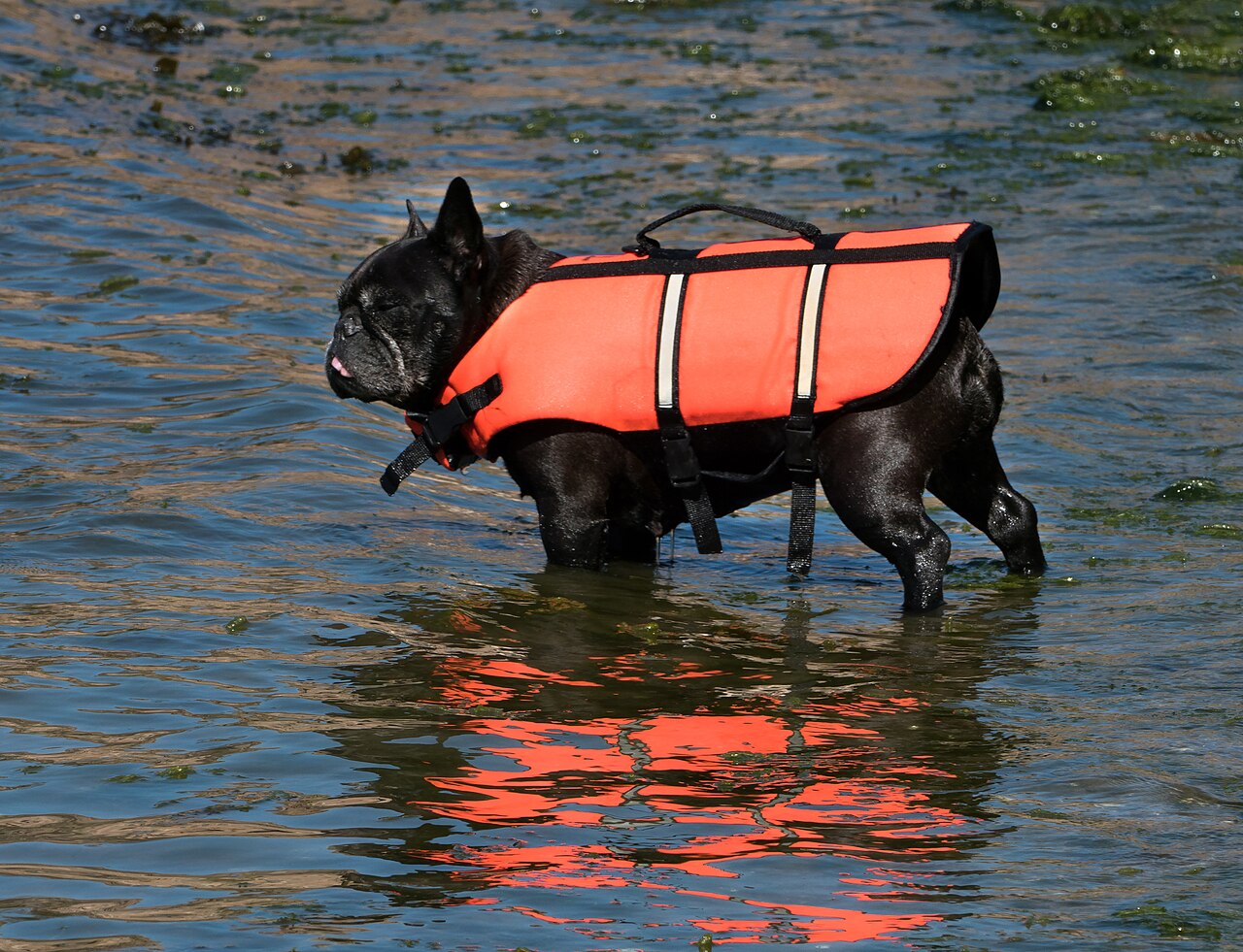 French Bulldog