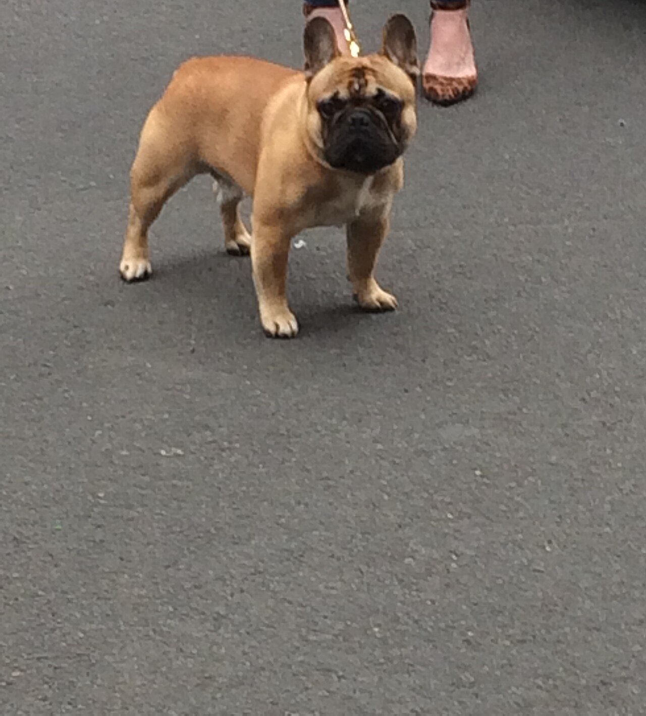 French Bulldog
