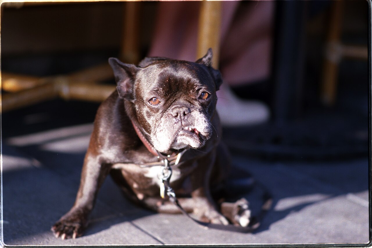 French Bulldog