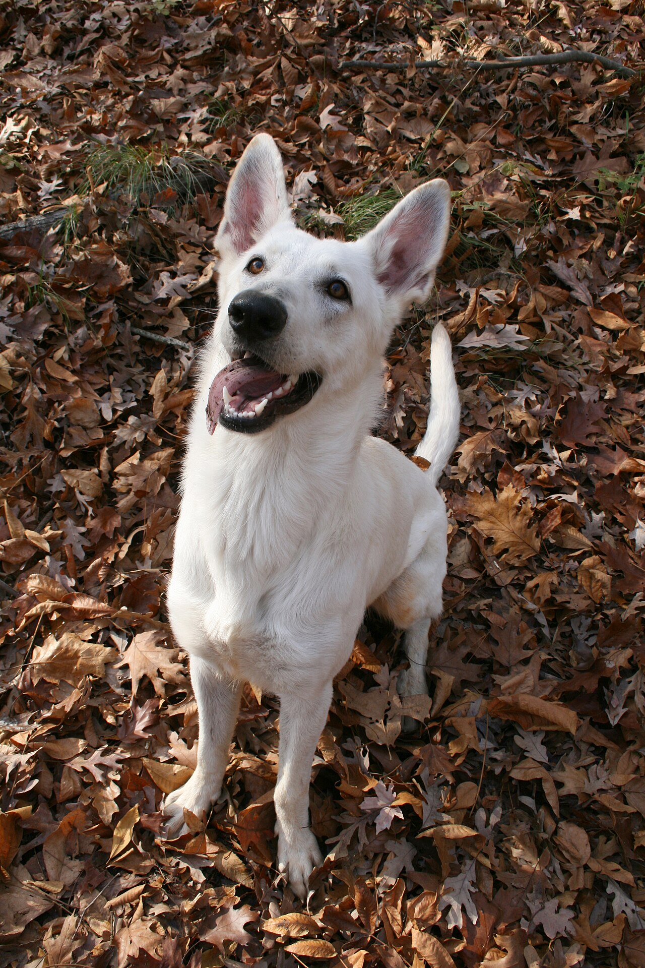 German Shepherd