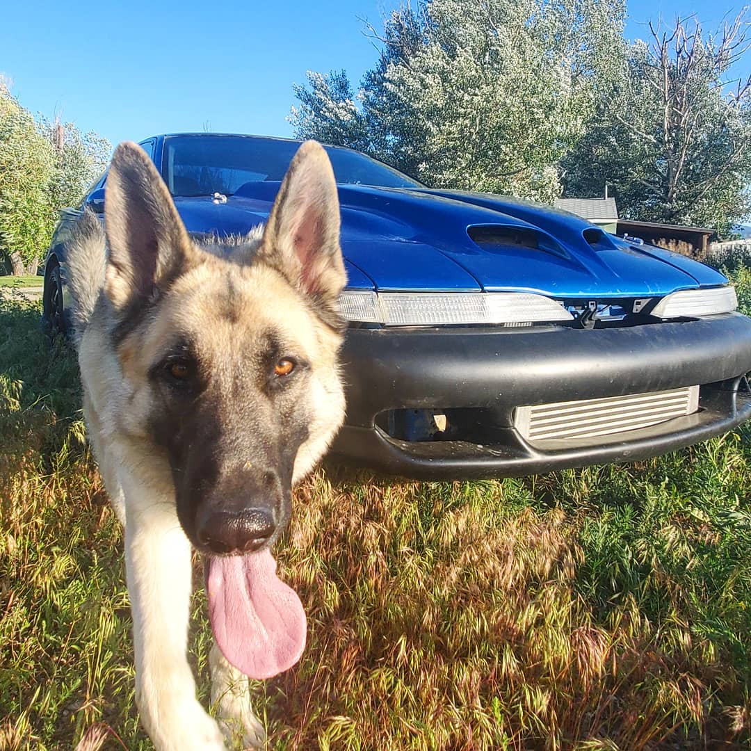 German Shepherd