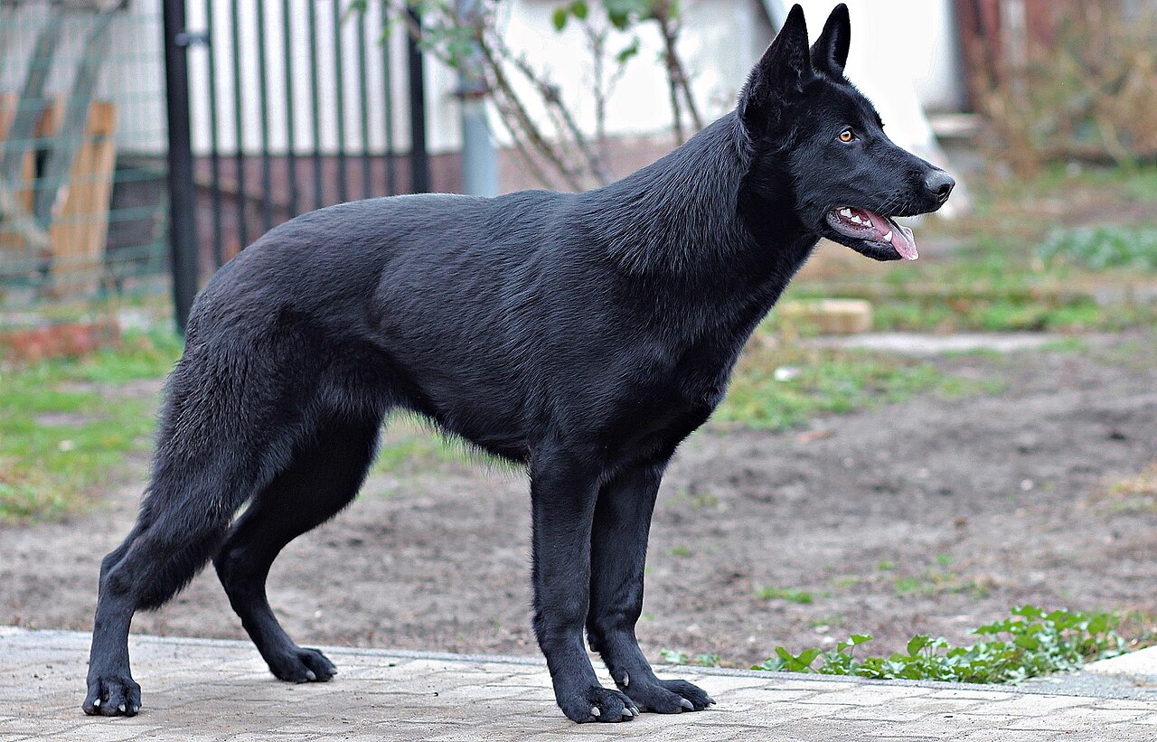 German Shepherd