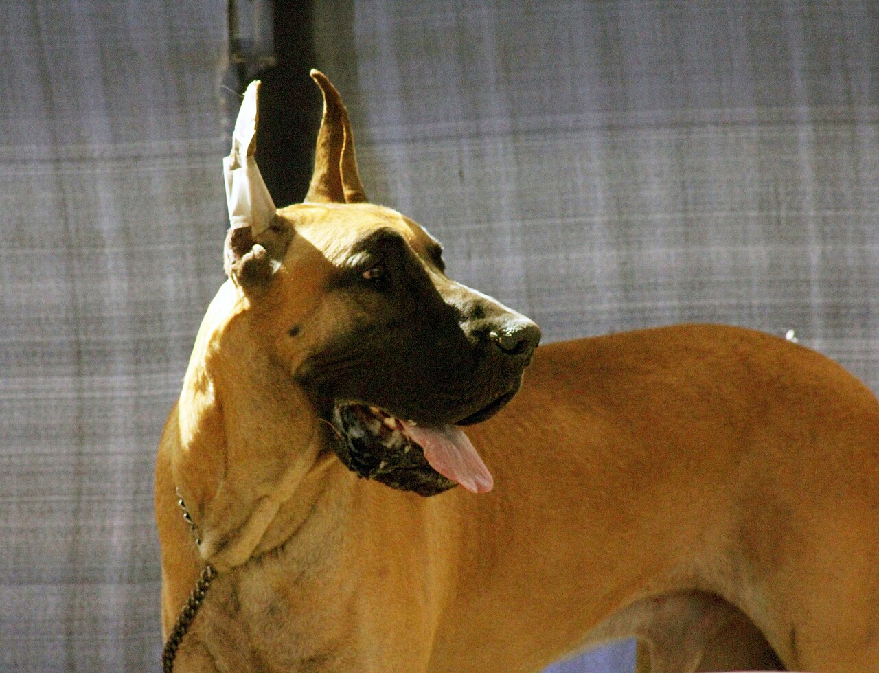 Great Dane
