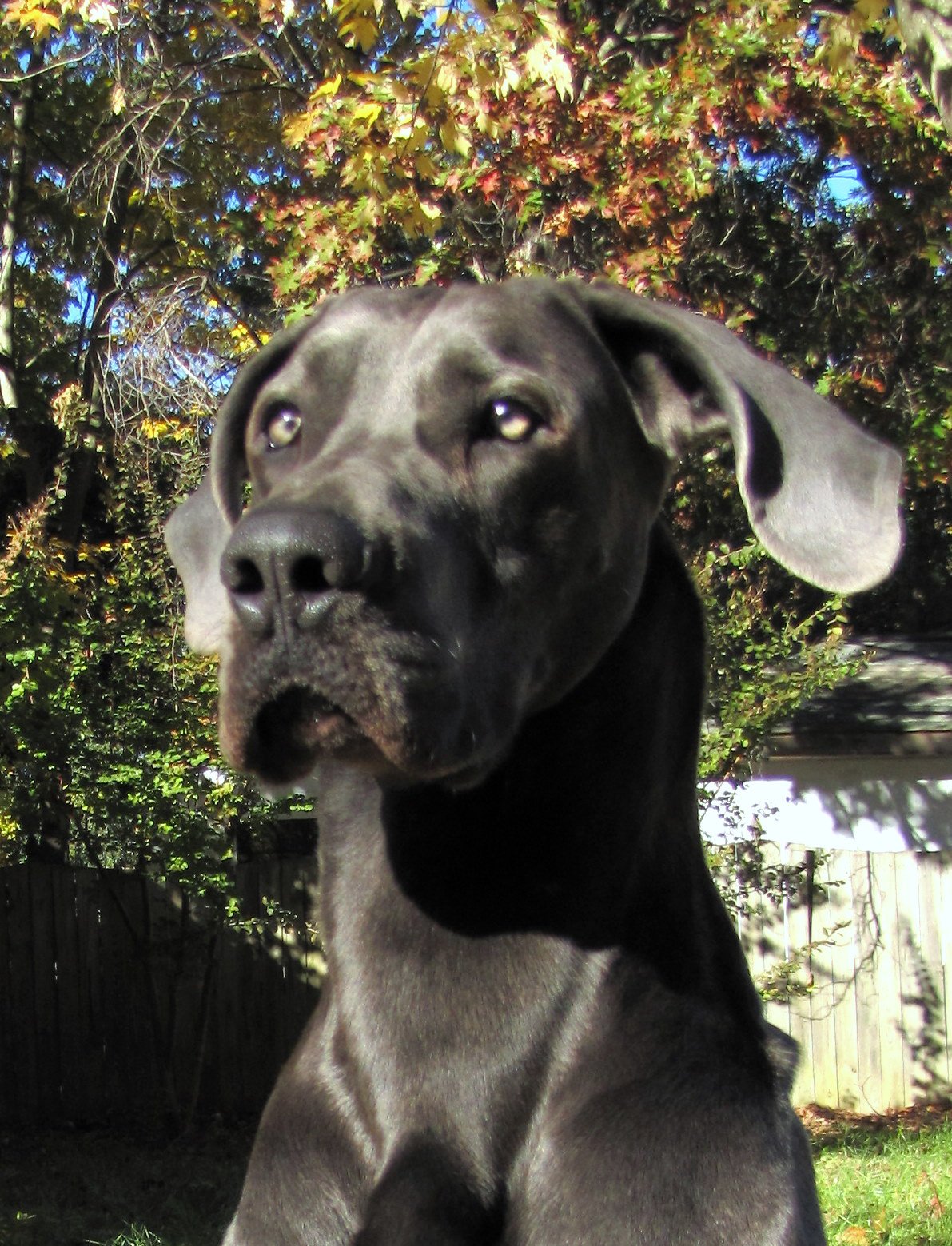 Great Dane
