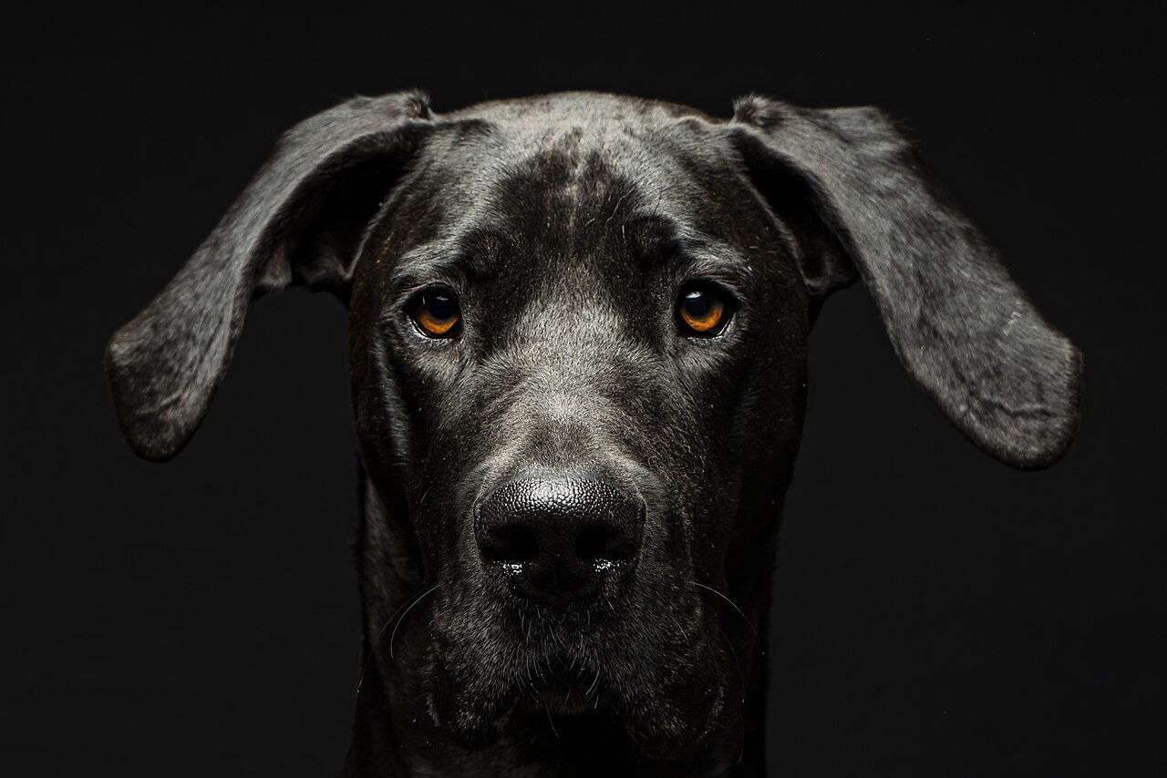 Great Dane