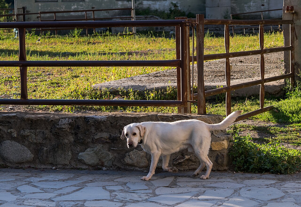 Labrador Retriever