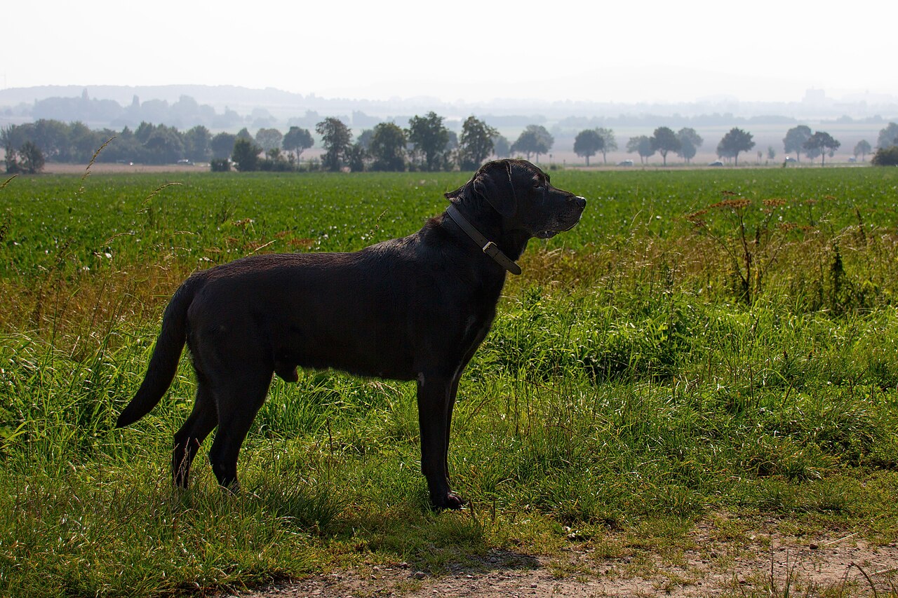 Labrador Retriever