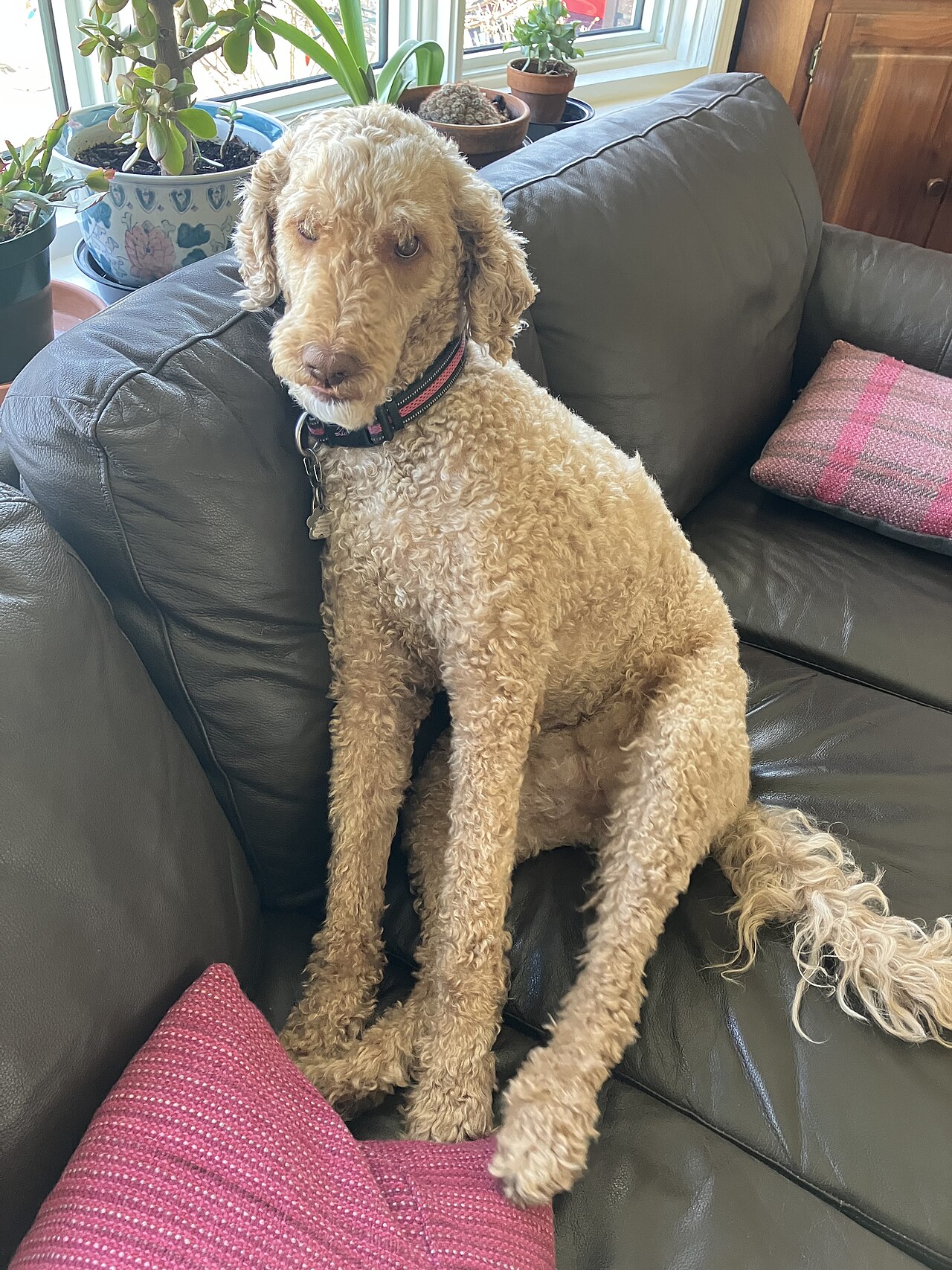 Poodle
