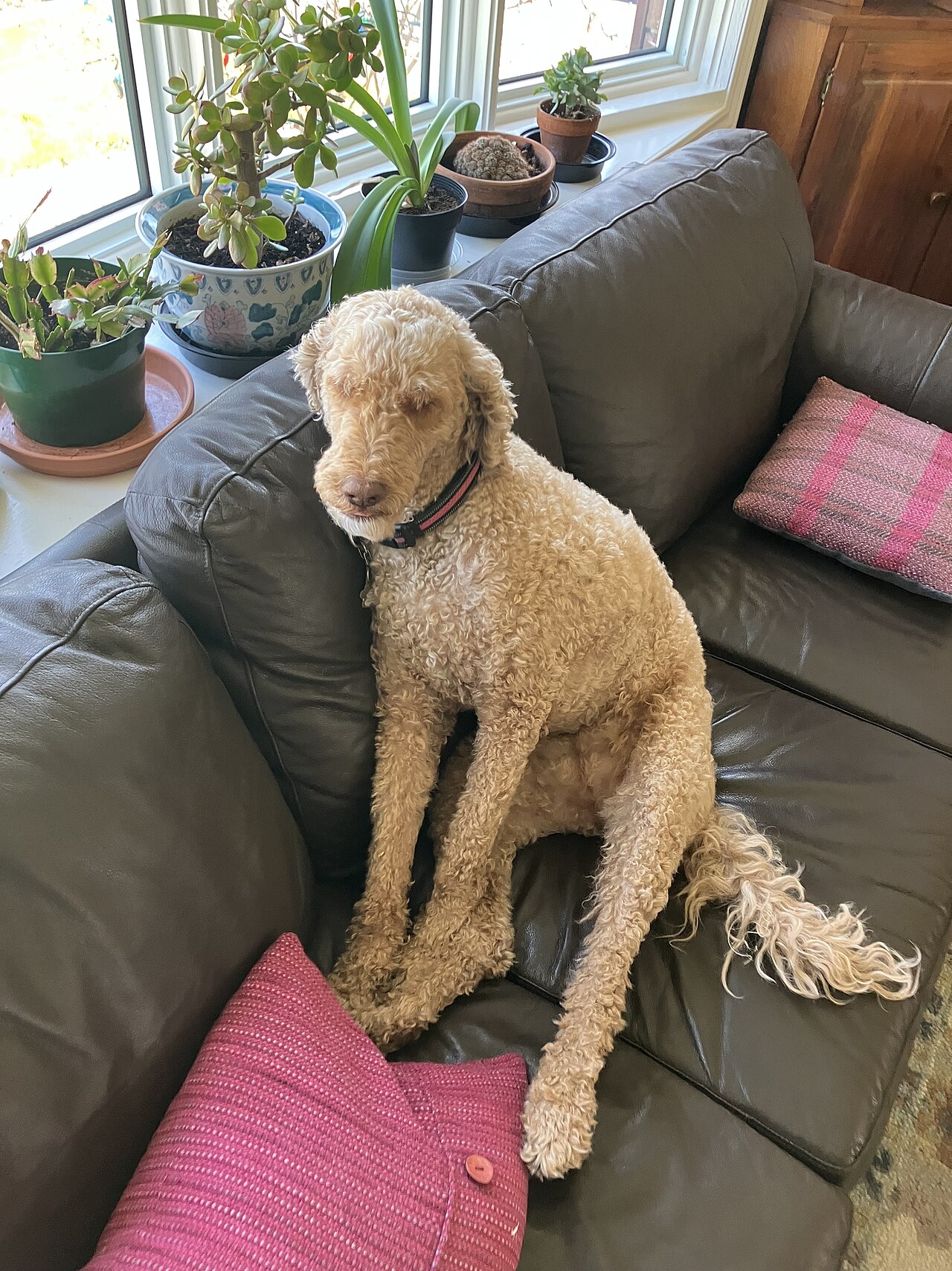 Poodle
