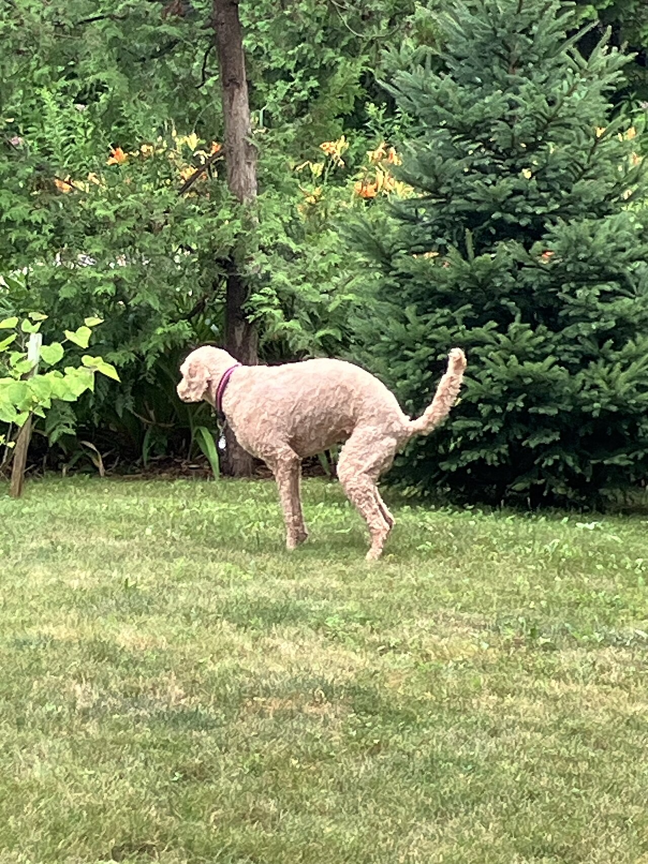 Poodle