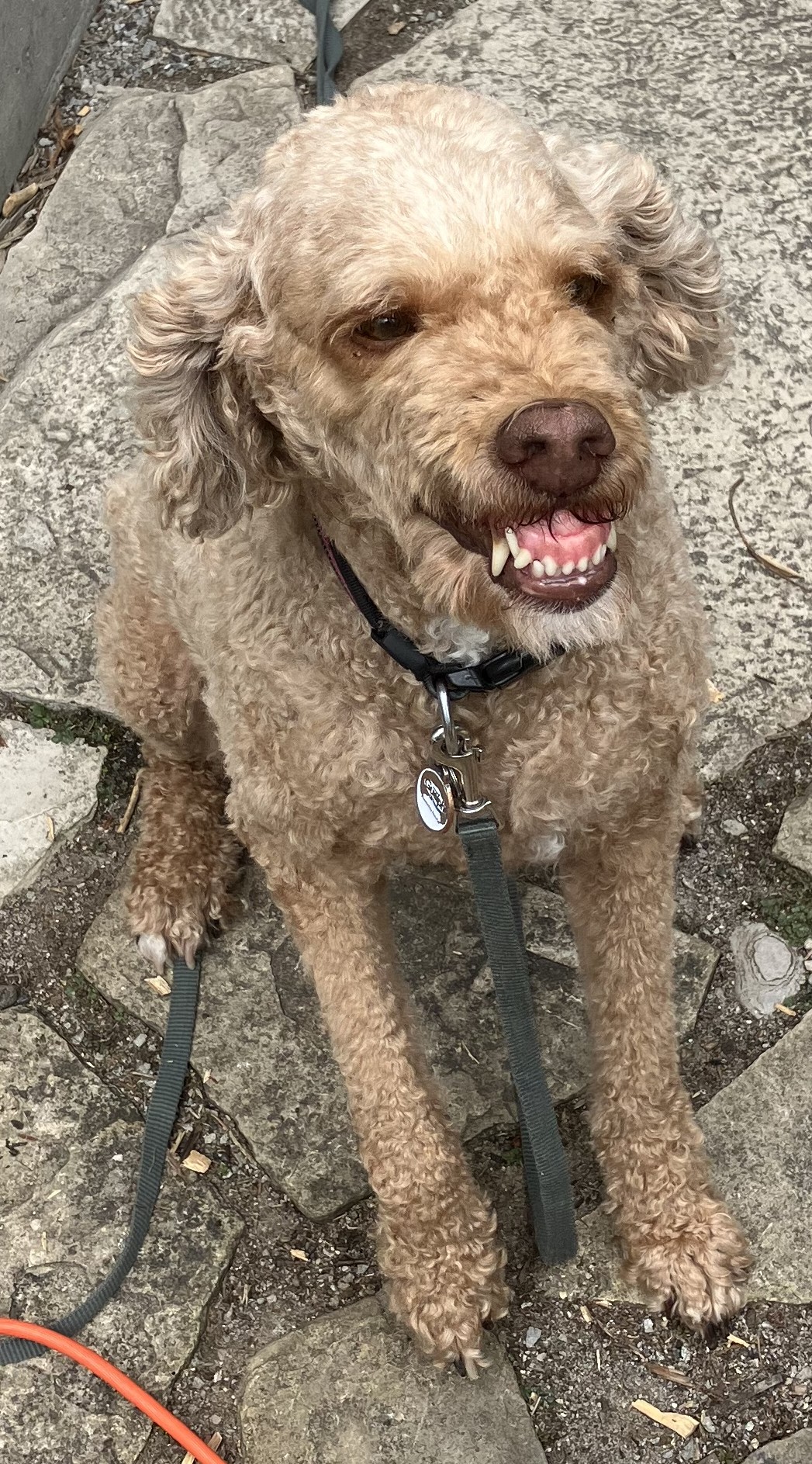 Poodle