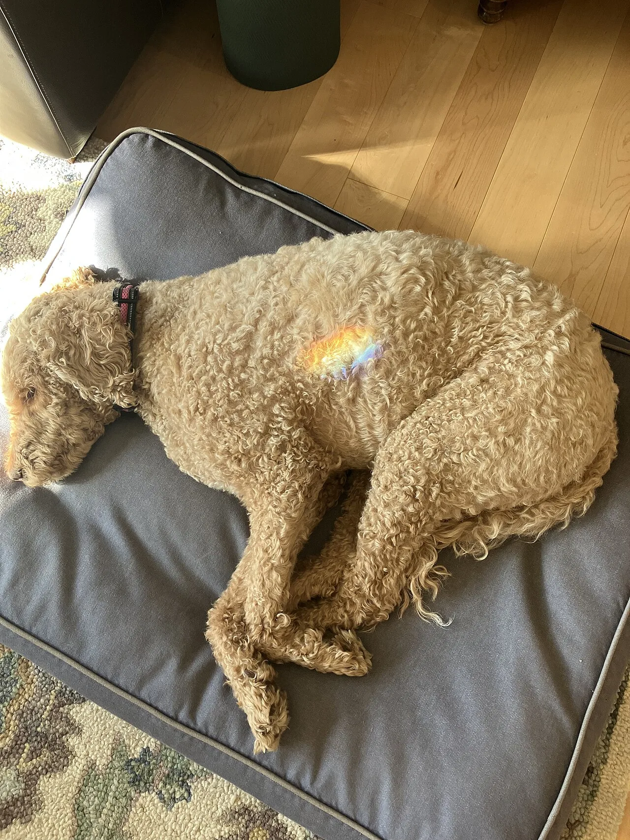 Poodle