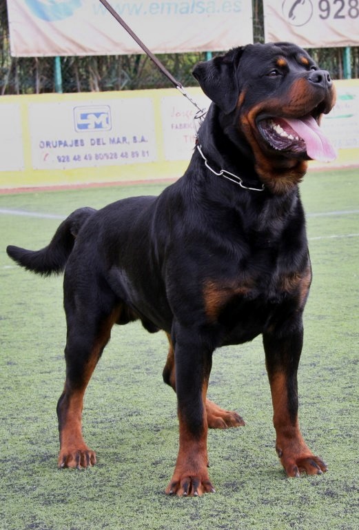 Rottweiler