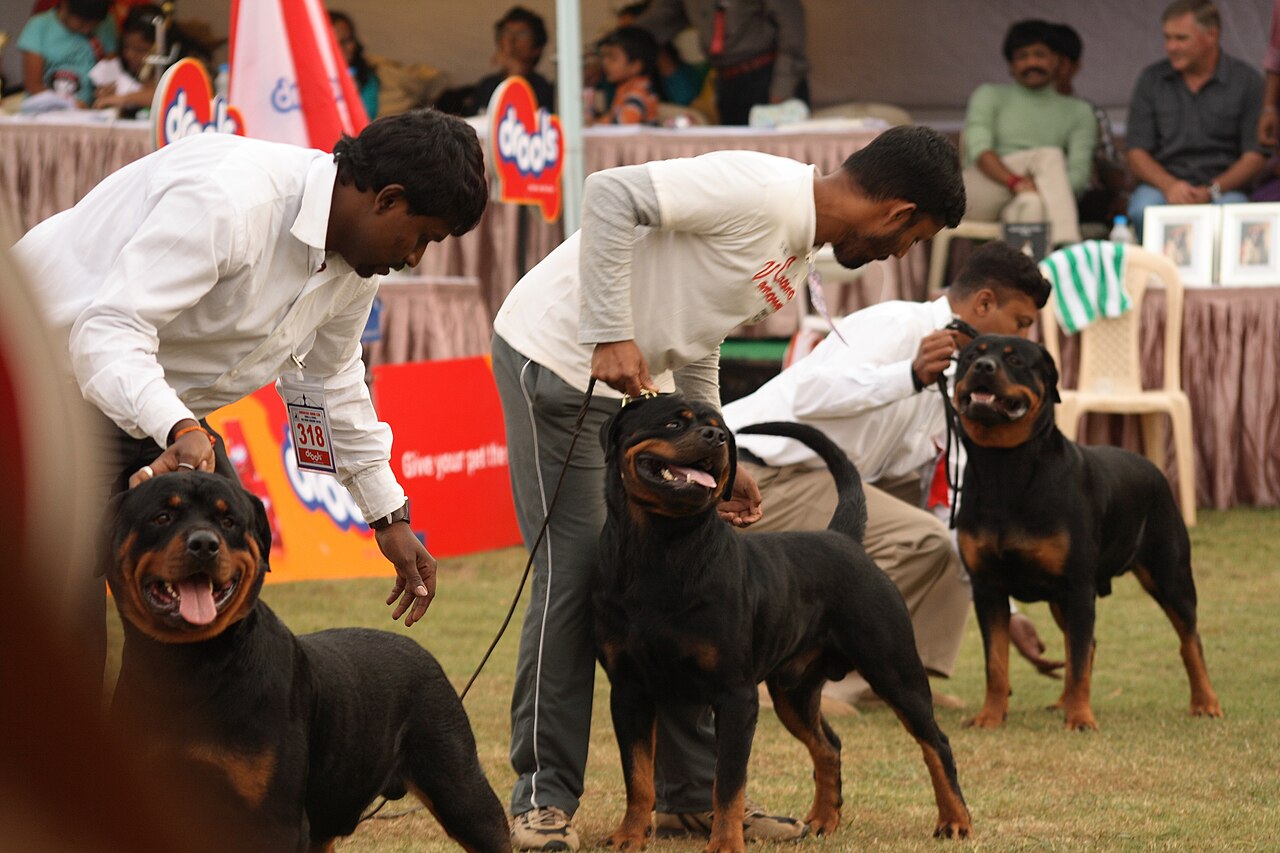 Rottweiler