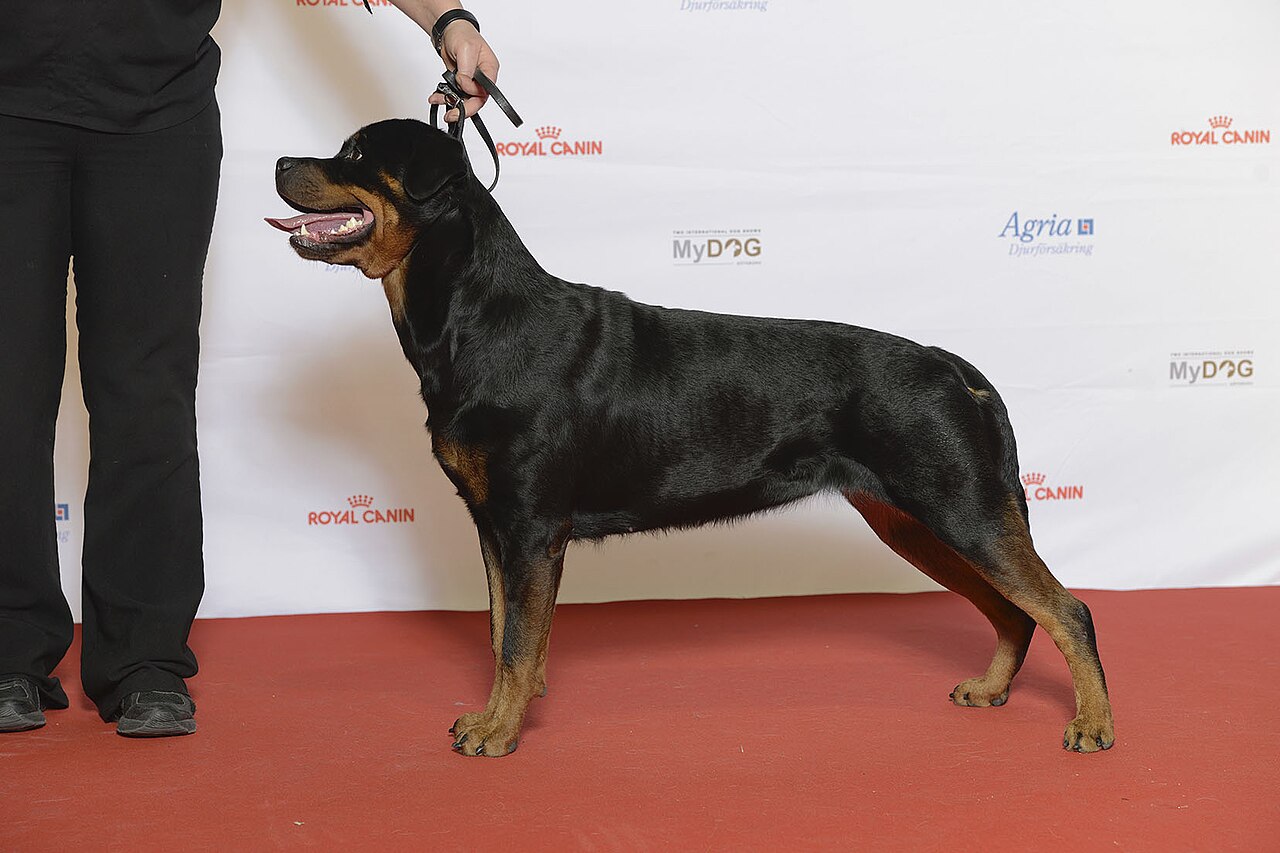 Rottweiler
