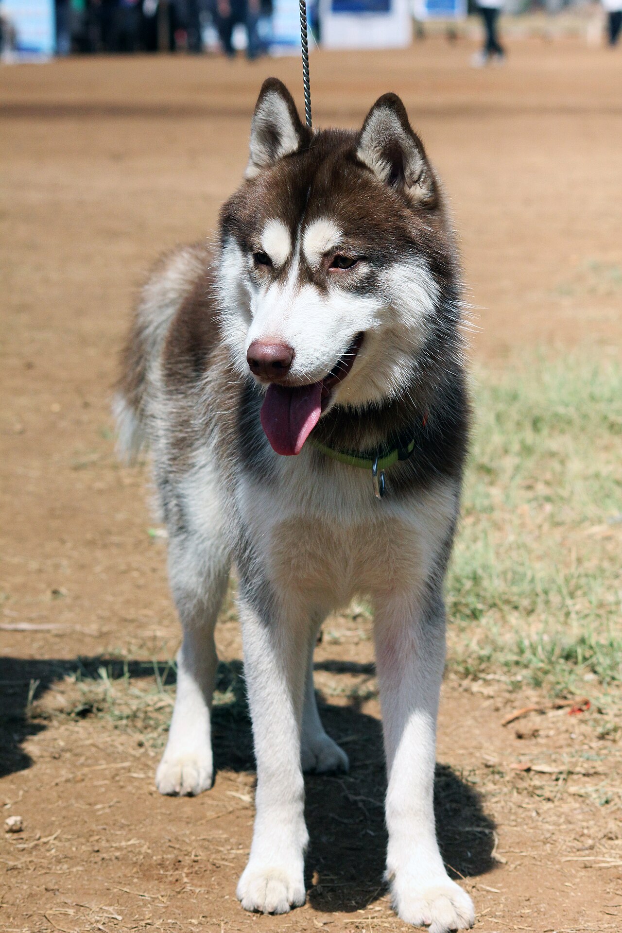 Siberian Husky