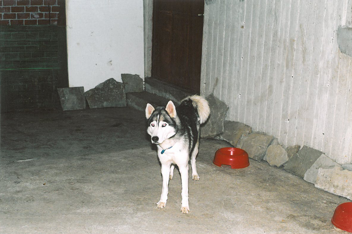 Siberian Husky