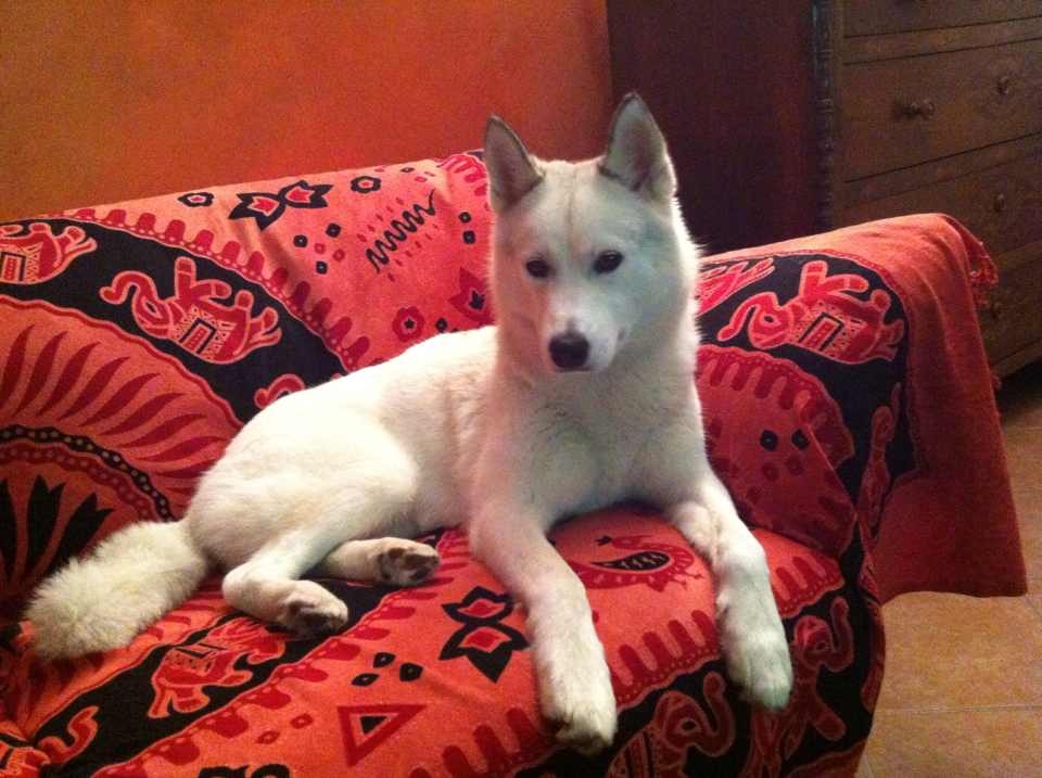 Siberian Husky