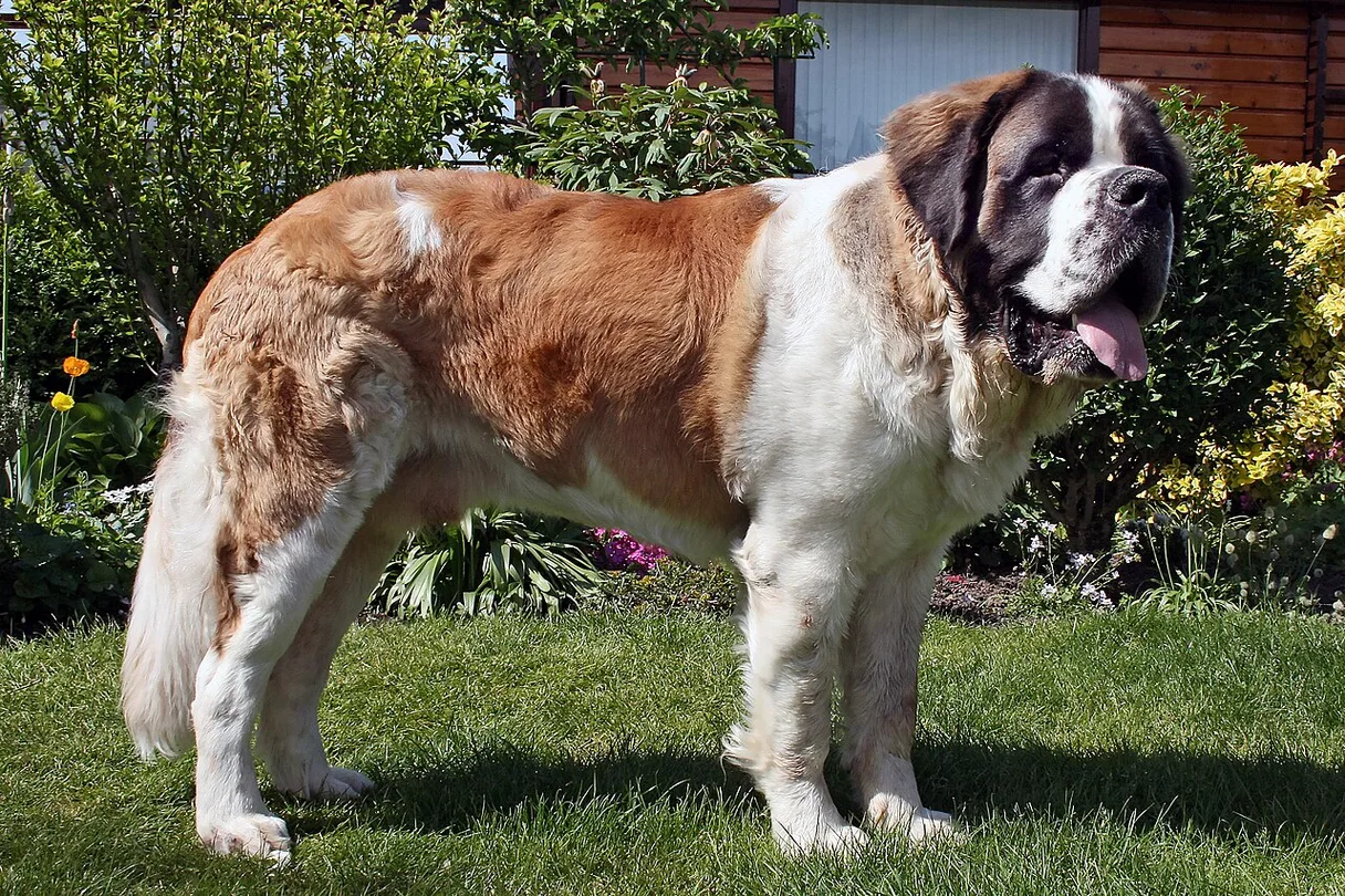 St. Bernard